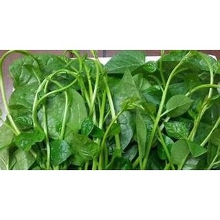 GÓI 50 HẠT GIỐNG MỒNG TƠI XANH(mùng tơi)