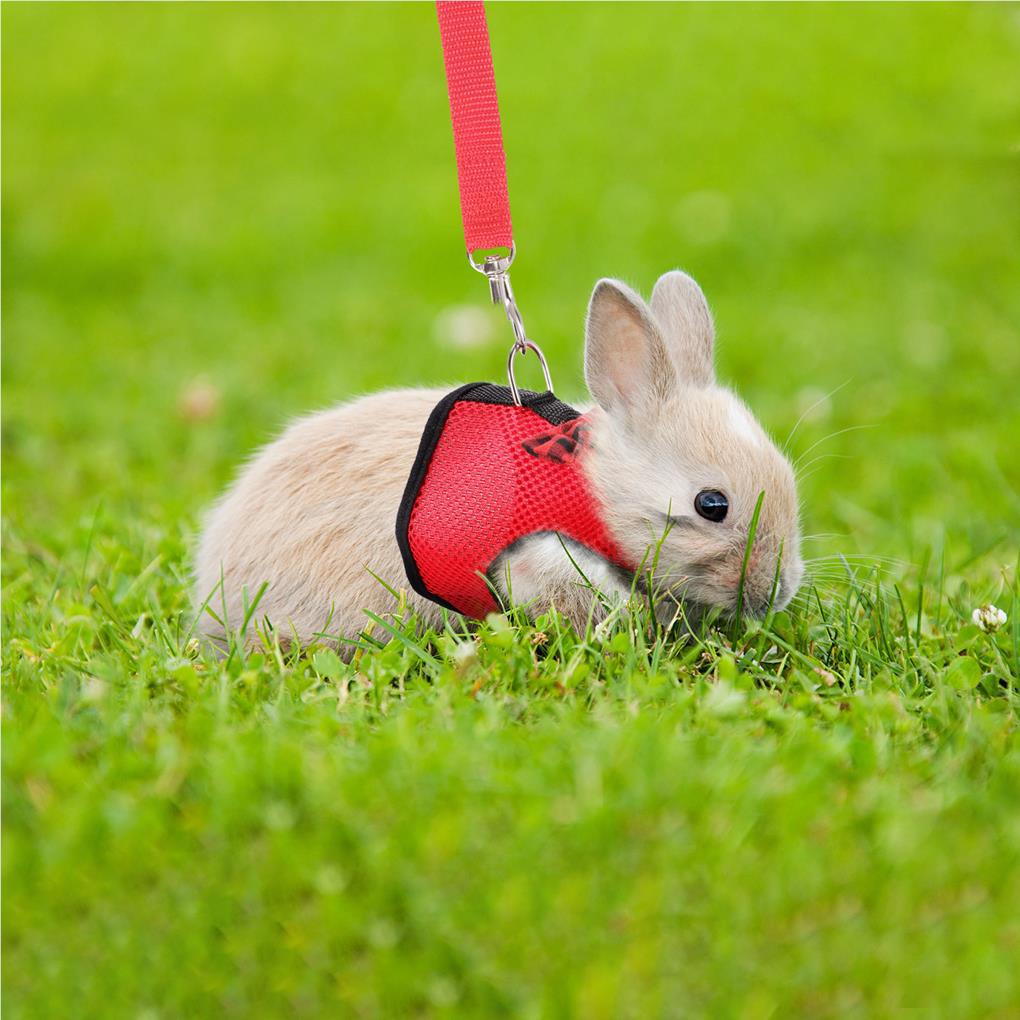 Áo Vest Kèm Dây Dắt Dắt Thú Cưng Đi Dạo Kiểu Đơn Giản Đa Năng Tiện Dụng