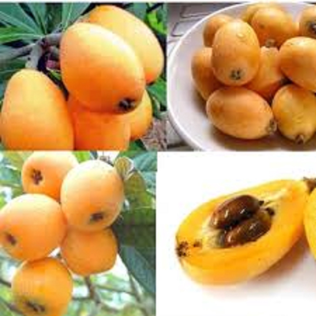 CÂY GIỐNG NHÓT NHẬT [ CÂY BIWA NHẬT BẢN - CÂY TỲ BÀ 100% GIỐNG CHUẨN NHẬP KHẨU ] [ J&T ]