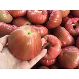 Cây giống mận đường đá