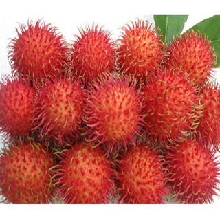 CÂY GIỐNG CHÔM CHÔM NHÃN SIÊU NGON (chi  lăng shop 47 )
