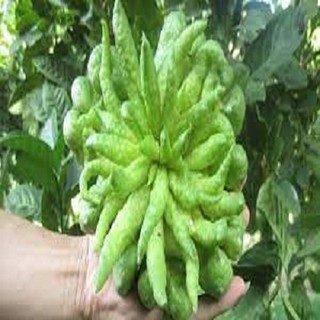 CÂY GIỐNG PHẬT THỦ SIÊU QUẢ