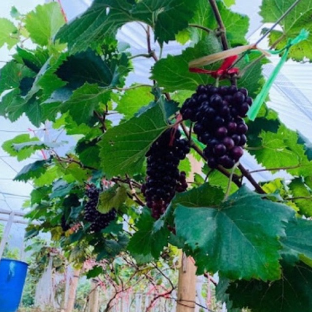 CÂY NHO HẠ ĐEN (nho không hạt) trồng được cả 3 miền