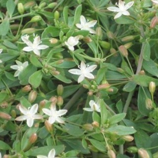 Rau Đắng (Gói 300g)