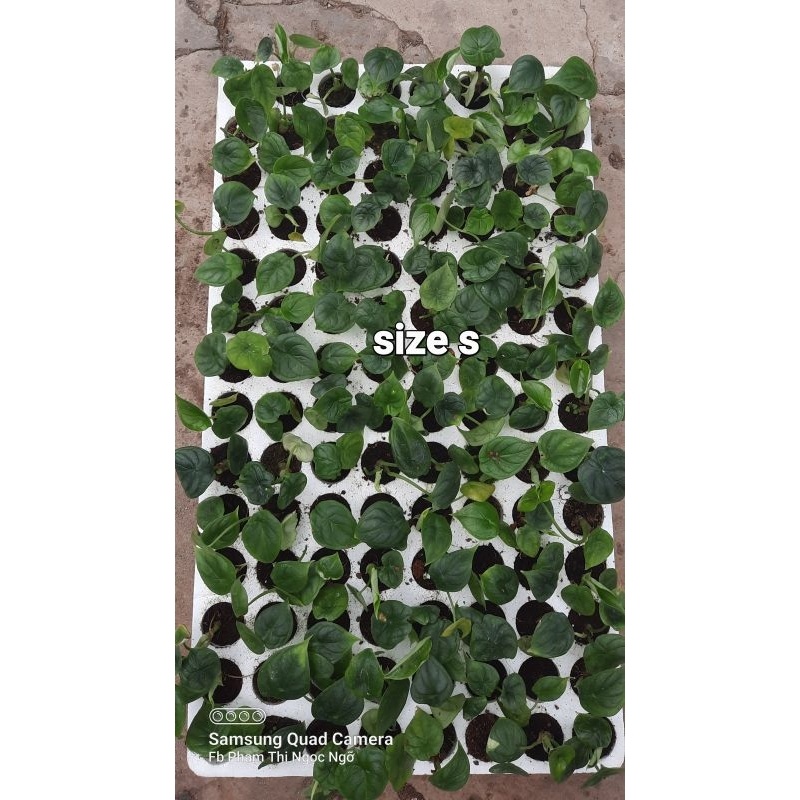 Alocasia dragon scale