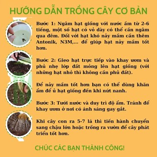 Hạt giống rau mầm các loại