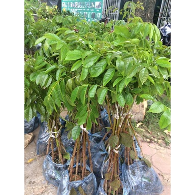 CÂY GIỐNG CÂY TRÁM XANH