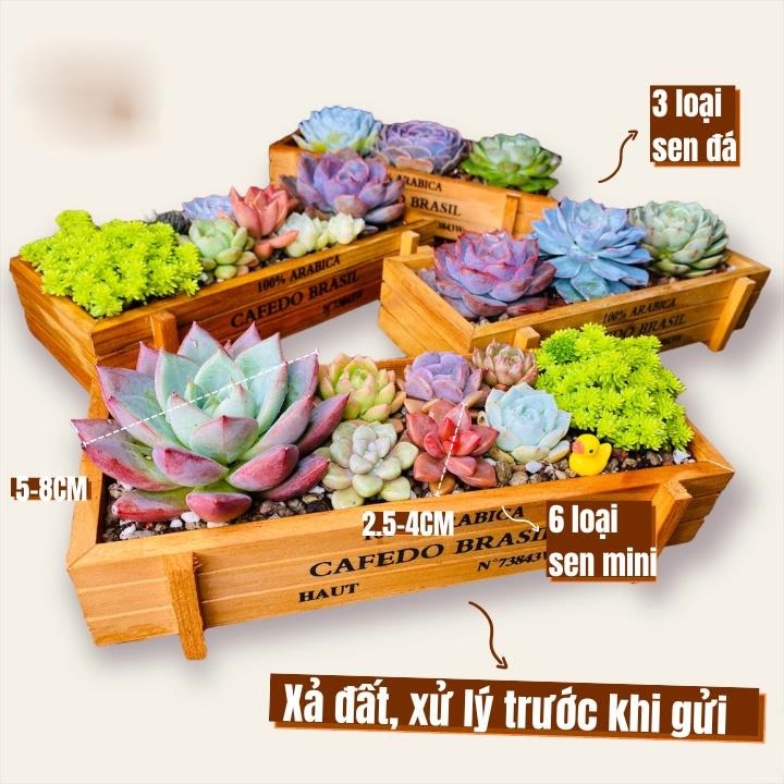 ​​​​Mô Hình Tiểu Cảnh "Chậu Gỗ Hình Chữ Nhật Vintage Mini" Trang Trí Sen Đá, Sân Vườn/ Chậu Cây, DYI, Terrarium