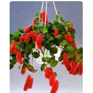 Hạt giống hoa leo đuôi chồn (1 gói)