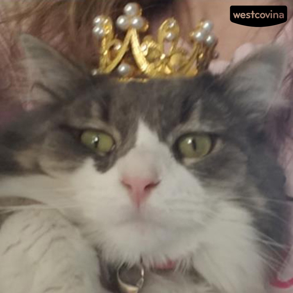 [COD]♞Mũ Đội Hình Vương Miện Mini Dùng Làm Đạo Cụ Chụp Ảnh Cho Cún Cưng