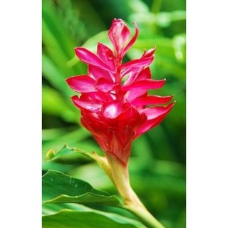 củ hoa giềng tía cho Tết