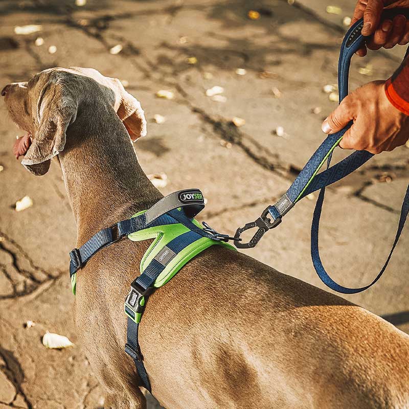 HamshMoc Dây Dắt Thú Cưng Đi Dạo Có Móc An Toàn Tiện Dụng