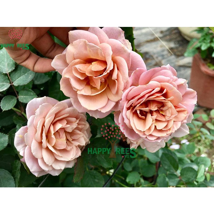 Hoa hồng ngoại Coffee Iori - Ly Cà Phê sữa nâu Ngọt Ngào - cây thân gỗ dáng tree