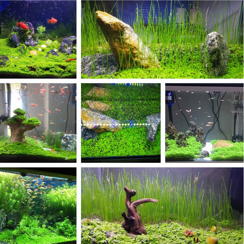 Rẻ 🥇Đất nền thủy sinh, Phân nền thủy sinh chuyên dùng cho hồ thủy sinh, cây thủy sinh, Hạt giống cây thủy sinh