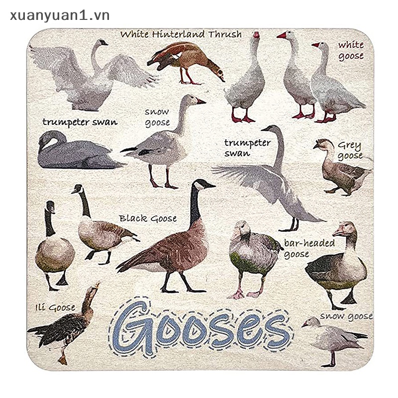 Xuan Set 6 Tấm Lót Ly Uống Nước Hình Vuông Họa Tiết Chim Pun