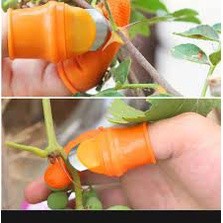 Găng tay bấm, ngắt, hái rau chuyên dụng, bộ móng hái rau tiện lợi, bô móng hái rau, nạo củ quả
