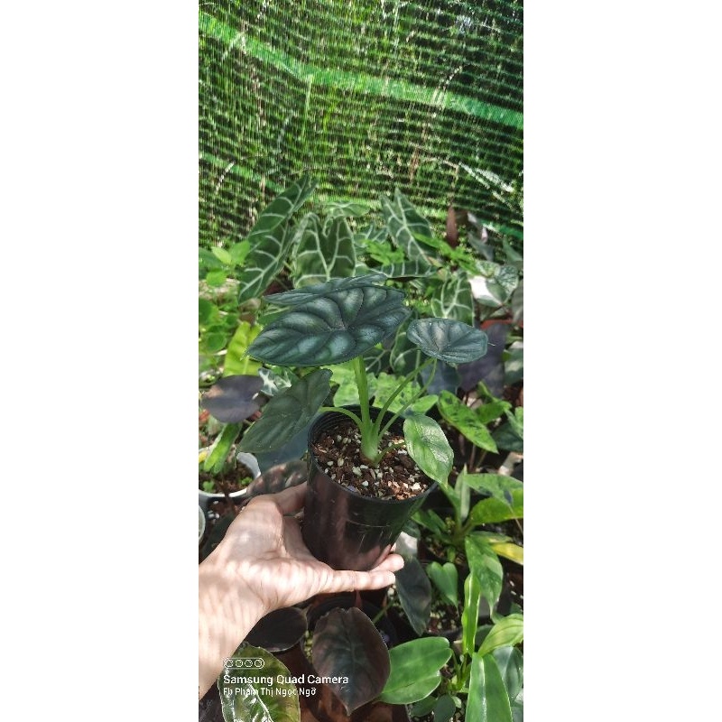 Alocasia dragon scale