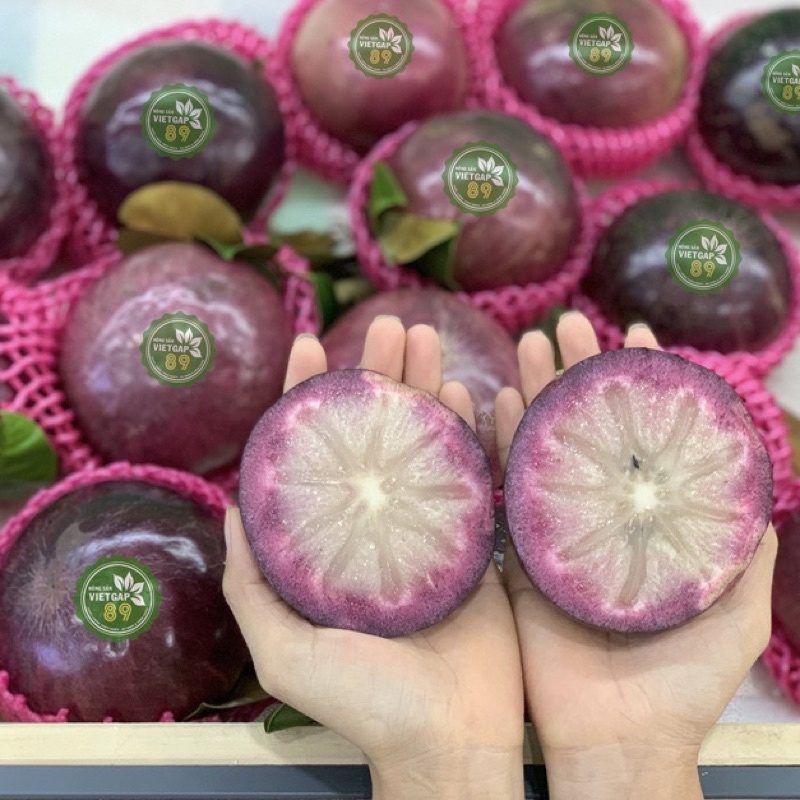 Cây vú sữa tím quả to siêu ngon ngọt mùi thơm hấp dẫn