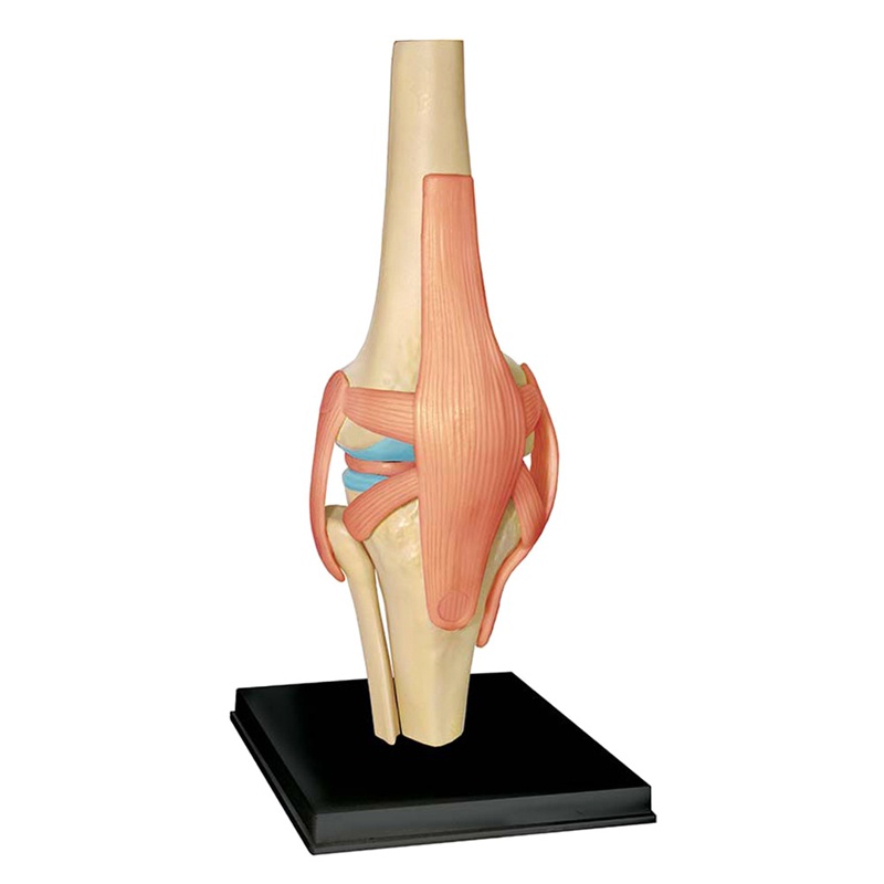 Mô Hình Cơ Thể Người torso Dùng Dạy Học