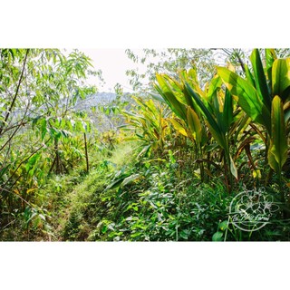 Nghệ mật Phấn hoa 200ml - Lá Mây Farm