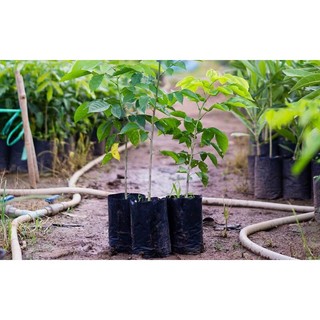 Combo 2 cây giống cây giáng hương