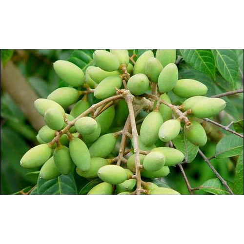 CÂY GIỐNG CÂY TRÁM XANH