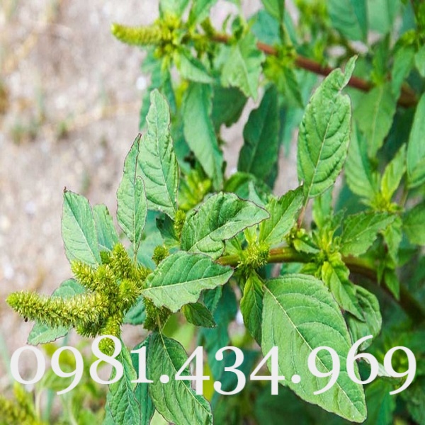 Cây Rau Dền Gai  Khô 01KG