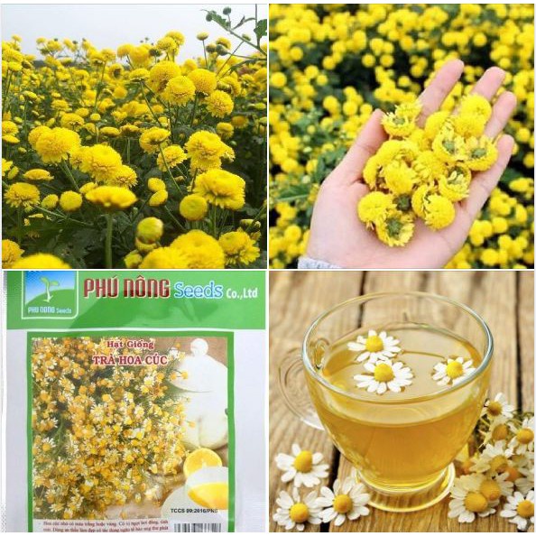 Hạt Giống Trà Hoa Cúc Phú Nông ( 1 Gói 3Gr ) - Vị Ngọt Hơi Đắng, Tính Mát