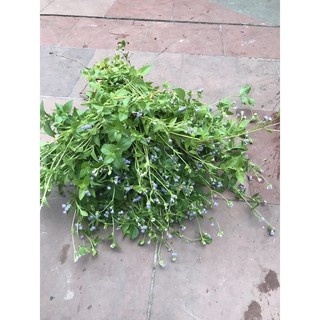 Cây cứt lợn tươi 500gr (ch viêm xoang) hoa tím