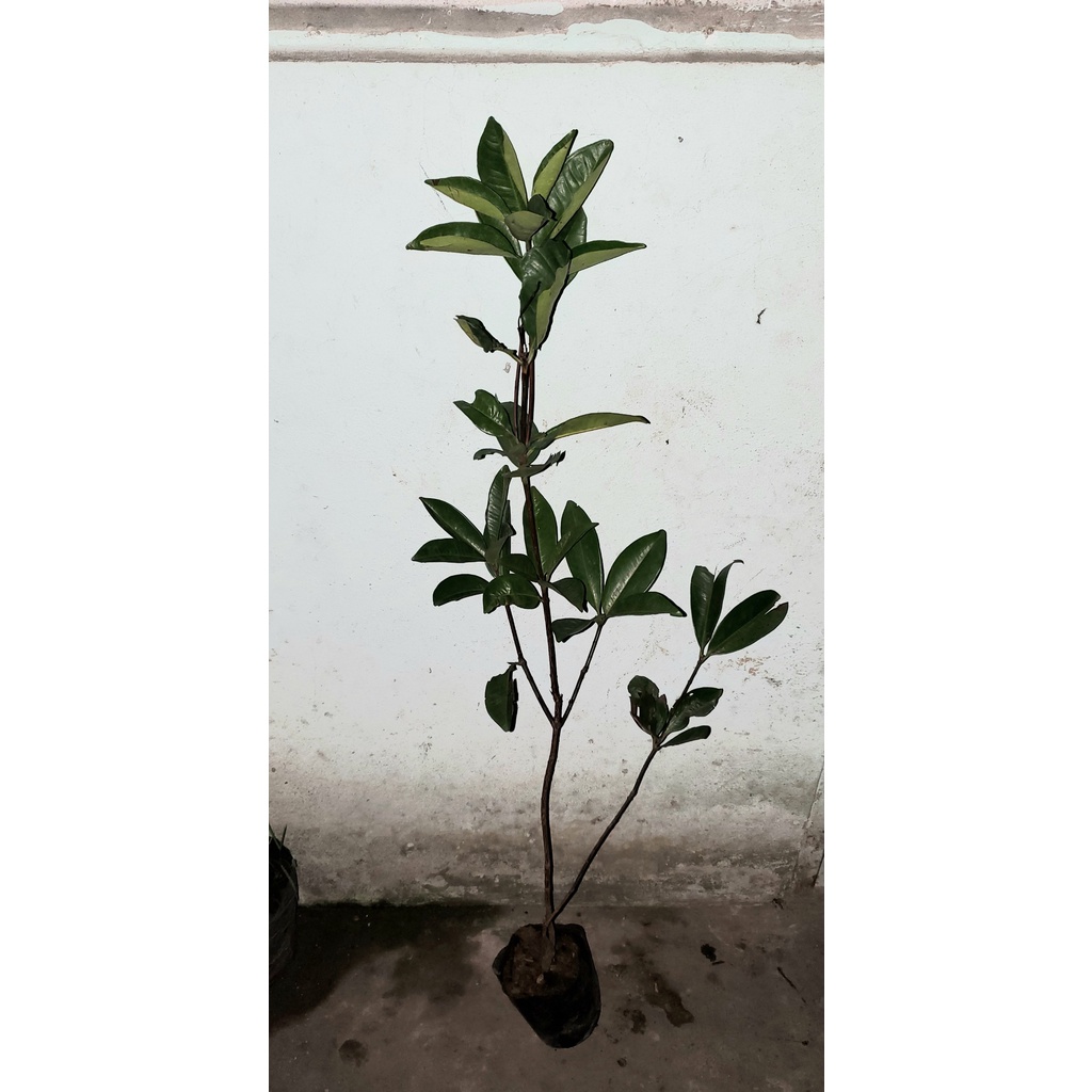 Cậy Giống - Cây Cherry Nhiệt Đới_Cherry Brazil Cây lớn- Siêu Sai Quả SAMSON GARDEN