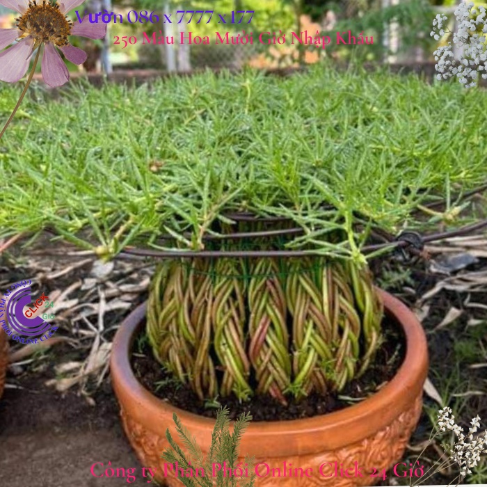 Hoa Mười Giờ Cành Dài Để Làm Tiểu Cảnh Sáng Tạo MiMa market