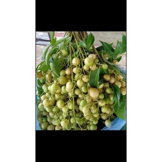 Cây mắc mật ăn lá (được kiểm tra hàng có bảo hành)