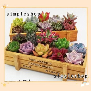 Hộp gỗ hình chữ nhật dùng trồng cây xương rồng trang trí vườn