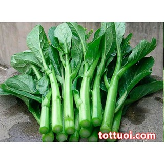 Hạt giống Cải Ngồng Mập (20g)