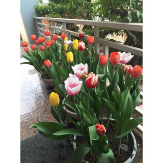 Combo 10 củ giống hoa tulip chuẩn hà lan đủ 5 màu hgjghj