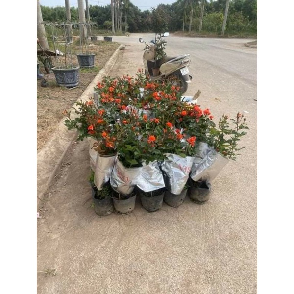 GỐC HỒNG TỈ MUỘI - HỒNG NỘI ĐỊA SIÊU ĐẸP - SIÊU HOA- tặng kích rễ khi mua từ 5 gốc
