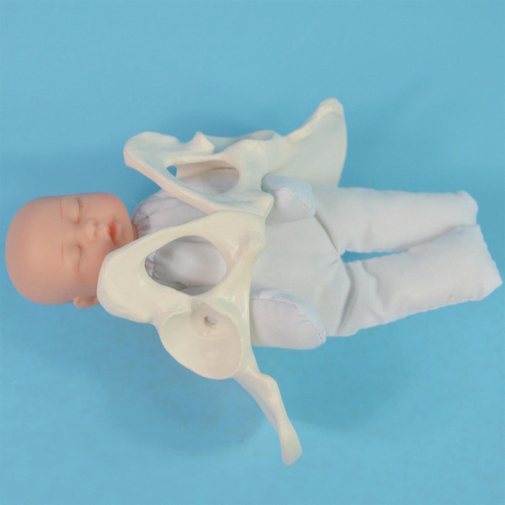 Mô Hình Pelvis Người Dùng Dạy Học Cho Nữ