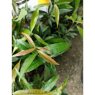 Cây mận lý ( cao trên 40cm )
