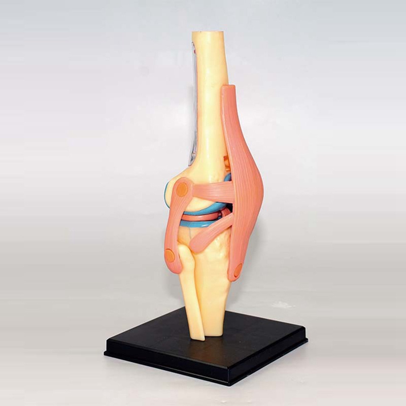 Mô Hình Cơ Thể Người torso Dùng Dạy Học
