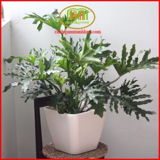 Cây trầu bà thanh xuân chưng văn phòng làm việc thanh lọc không khí tốt tặng phân bón cây