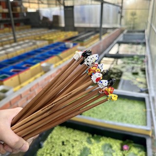 Cây kè cá betta - IN 3D cao cấp ( Giao màu ngẫu nhiên )
