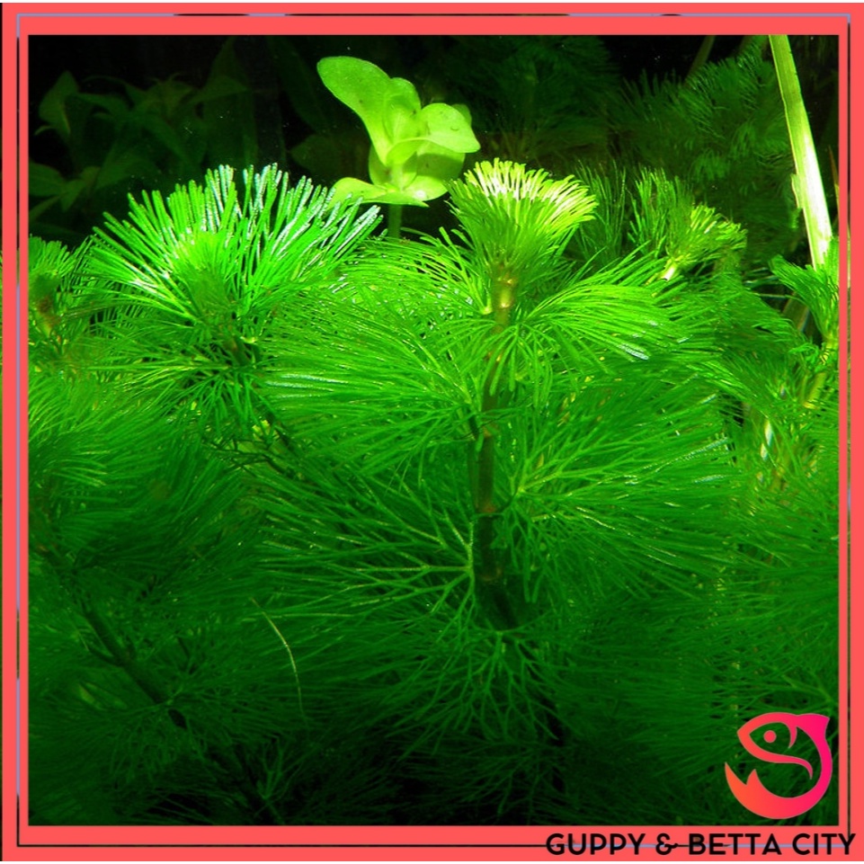 Rong la hán trang trí bể thuỷ sinh