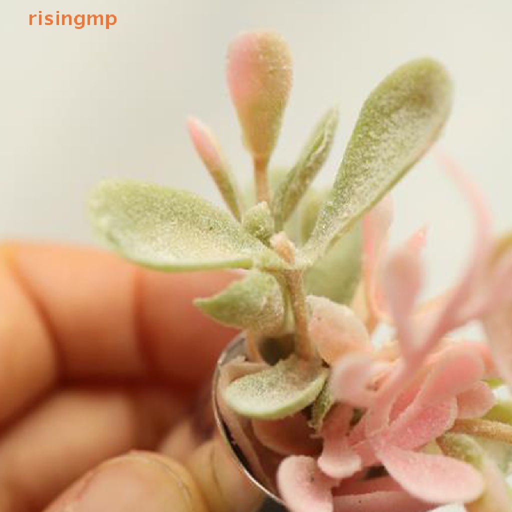 1 Mô Hình Chậu Cây Mini Tỉ Lệ 1 / 6 1 / 8 Dùng Trang Trí Nhà Búp Bê