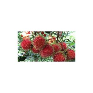 CÂY GIỐNG CHÔM CHÔM NHÃN CHUẨN GIỐNG