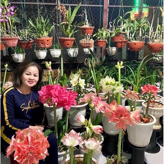 Củ hoa lan huệ, huệ tây cánh kép nhập khẩu nhiều giống