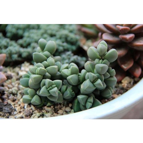 20 Hạt giống Sen đá Kim cương