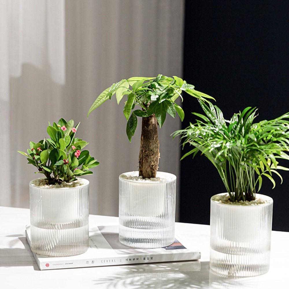 Chậu Trồng Cây Bonsai Thiết Kế Hai Lớp Dày Dặn Trong Suốt Siêu Bền Tiện Dụng