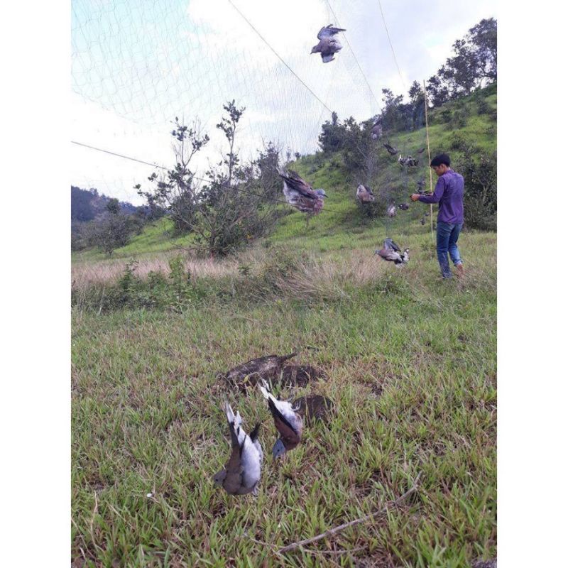 Lưới_bẫy_chim_tàng_hình_đủ_loại_cao_5m_dài10m_60m