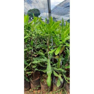Cây giống MẮC CA H2 cao sản [ Cây ghép được 2-3 năm, to khỏe, sinh trưởng tốt ]. ()