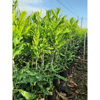 Cây giống MẮC CA H2 cao sản [ Cây ghép được 2-3 năm, to khỏe, sinh trưởng tốt ]. ()